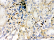 IHC testing of frozen rat kidney tissue with Flotillin 2 antibody.