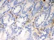 IHC testing of frozen rat small intestine tissue with Flotillin 2 antibody.