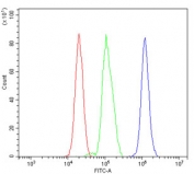 Flow cytometry testing of rat RH35 cells with Flotillin 2 antibody at 1ug/million cells (blocked with goat sera); Red=cells alone, Green=isotype control, Blue= Flotillin 2 antibody.