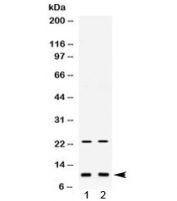 Western blot testing of 1) mouse liver and 2) mouse spleen lysate with Eg-Vegf antibody. Expected molecular weight ~12/10 kDa (isoforms 1/2).
