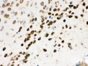 IHC testing of FFPE mouse brain with p54nrb antibody. HIER: Boil the paraffin sections in pH 6, 10mM citrate buffer for 20 minutes and allow to cool prior to staining.