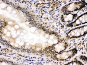 IHC testing of FFPE rat intestine with p54nrb antibody. HIER: Boil the paraffin sections in pH 6, 10mM citrate buffer for 20 minutes and allow to cool prior to staining.