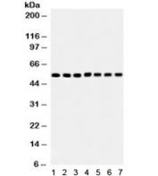 Western blot testing of 1) rat heart, 2) mouse heart, 3) rat skeletal muscle, 4) mouse skeletal muscle, 5) 293, 6) MCF7 and 7) HeLa lysate with SMAD antibody.  Expected molecular weight of SMADs 1-5: 48~60 kDa, observed here at ~52 kDa.