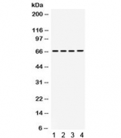 Western blot testing of 1) rat brain, 2) mouse brain, 3) human HepG2 and 4) human HeLa lysate with STXBP2 antibody. Expected molecular weight ~66 kDa.