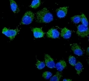 Immunofluorescent staining of FFPE human SK-OC-3 cells with STXBP2 antibody (green) and DAPI nuclear stain (blue). HIER: steam section in pH6 citrate buffer for 20 min.