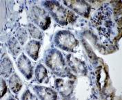 IHC staining of FFPE mouse intestine with Cryptochrome I antibody at 1ug/ml. HIER: boil tissue sections in pH6, 10mM citrate buffer, for 10-20 min followed by cooling at RT for 20 min.