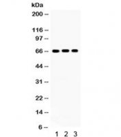 Western blot testing of 1) rat brain, 2) rat testis, 3) human HeLa lysate with Cryptochrome I antibody. Predicted/observed molecular weight ~66 kDa.