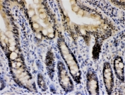 IHC staining of FFPE rat intestine with Cryptochrome I antibody at 1ug/ml. HIER: boil tissue sections in pH6, 10mM citrate buffer, for 10-20 min followed by cooling at RT for 20 min.