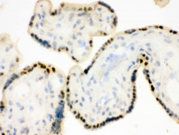 IHC testing of frozen human placental tissue with DDB1 antibody.