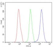 Flow cytometry testing of human 293T cells with DDB1 antibody at 1ug/million cells (blocked with goat sera); Red=cells alone, Green=isotype control, Blue= DDB1 antibody.