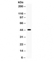 Western blot testing of human 293 cell lysate with Cdc37 antibody. Expected/observed molecular weight 44~50 kDa.