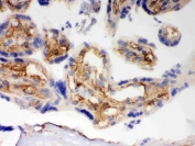 IHC testing of frozen human placental tissue with BAK antibody. HIER: Boil the paraffin sections in pH 6, 10mM citrate buffer for 20 minutes and allow to cool prior to staining.