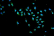 Immunofluorescent staining of FFPE human U-2 OS cells with SMN1/2 antibody (green) and DAPI nuclear stain (blue). HIER: steam section in pH6 citrate buffer for 20 min.