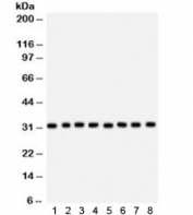 Western blot testing of 1) rat brain, 2) mouse brain, 3) rat liver, 4) mouse liver, human 5) 293, 6) SMCC, 7) HepG2 and 8) HeLa lysate with SMN1/2 antibody. Expected molecular weight: 32-38 kDa.