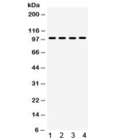 Western blot testing of 1) rat brain, 2) rat skeletal muscle, 3) human PANC and 4) mouse NIH3T3 lysate with MAPK6 antibody. Predicted molecular weight ~83 kDa but routinely observed at ~97 kDa.