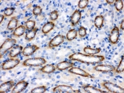 IHC testing of FFPE rat kidney with CYP1B1 antibody. HIER: Boil the paraffin sections in pH 6, 10mM citrate buffer for 20 minutes and allow to cool prior to staining.
