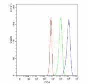 Flow cytometry testing of fixed and permeabilized human K562 cells with MICB antibody at 1ug/million cells (blocked with goat sera); Red=cells alone, Green=isotype control, Blue= MICB antibody.