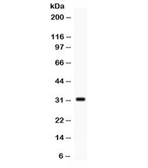 Western blot testing of human MCF7 cell lysate with SNAI3 antibody. Expected/observed molecular weight ~32 kDa.