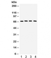 Western blot testing of 1) rat testis, 2) rat brain, 3) mouse brain, 4) human 22RV1 lysate with CRY2 antibody. Expected/observed molecular weight ~67 kDa.