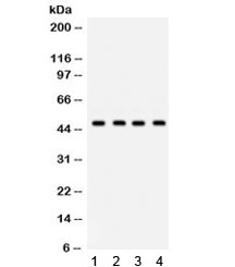 Western blot testing of 1) rat brain, 2) mouse brain, 3) human U20S and 4) human HeLa lysate with GJC2 antibody. Expected/observed molecular weight ~47 kDa.