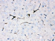 IHC testing of FFPE mouse brain with CP antibody. HIER: Boil the paraffin sections in pH 6, 10mM citrate buffer for 20 minutes and allow to cool prior to staining.