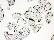 IHC testing of FFPE human placenta with Sp5 antibody. HIER: Boil the paraffin sections in pH 6, 10mM citrate buffer for 20 minutes and allow to cool prior to staining.