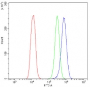 Flow cytometry testing of human U-2 OS cells with ULK3 antibody at 1ug/10^6 cells (blocked with goat sera); Red=cells alone, Green=isotype control, Blue= ULK3 antibody.