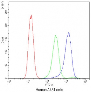 Flow cytometry testing of human A431 cells with ATG14L antibody at 1ug/million cells (blocked with goat sera); Red=cells alone, Green=isotype control, Blue= ATG14L antibody.