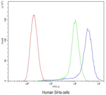 Flow cytometry testing of human SiHa cells with ATG14L antibody at 1ug/million cells (blocked with goat sera); Red=cells alone, Green=isotype control, Blue= ATG14L antibody.