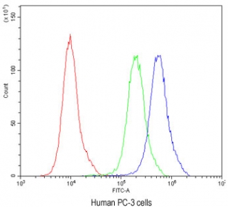 Flow cytometry testing of human PC-3 cells with ATG14L antibody at 1ug/million cells (blocked with goat sera); Red=cells alone, Green=isotype control, Blue= ATG14L antibody.