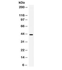 Western blot testing of human HeLa cell lysate with B3GNT8 antibody. Expected/observed molecular weight ~43 kDa.~