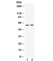 Western blot testing of human 1) PANC and 2) Jurkat cell lysate with SKAP55 antibody. Predicted molecular weight ~41 kDa but routinely observed at ~55 kDa.
