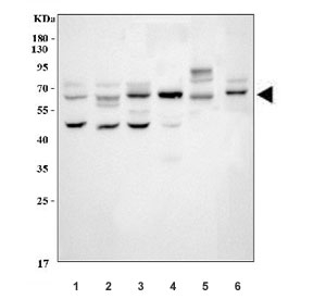 Western blot testing of 1) human 293T, 2) human MCF7, 3) human U-87 MG, 4) rat brain, 5) rat C6 and 6) mouse brain lysate with SSH3BP1 antibody. Predicted molecular weight ~55 kDa, commonly observed at 55-65 kDa.