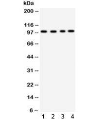 Western blot testing of 1) mouse brain, 2) U87, 3) HepG2 and 4) 293 lysate with Synaptopodin antibody. Expected/observed molecular weight ~99 kDa.