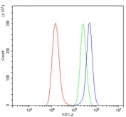 Flow cytometry testing of human A549 cells with UBE1C antibody at 1ug/million cells (blocked with goat sera); Red=cells alone, Green=isotype control, Blue= UBE1C antibody.