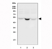 Western blot testing of 1) human HeLa 2) human HEK293 and 3) rat brain tissue lysate with UBE1C antibody. Expected molecular weight ~52 kDa.