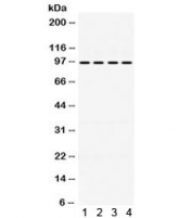 Western blot testing of 1) rat testis, 2) mouse testis, 3) human A375 and 4) human HeLa lysate wtih ALIX antibody. Expected/observed molecular weight ~96 kDa.
