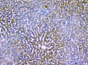 IHC staining of FFPE rat liver tissue with ALIX antibody. HIER: boil tissue sections in pH6 citrate buffer for 20 min and allow to cool before testing.