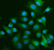 Immunofluorescent staining of FFPE human A549 cells with ALIX antibody (green) and DAPI nuclear stain (blue). HIER: steam section in pH6 citrate buffer for 20 min.