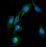 Immunofluorescent staining of FFPE human U-2 OS cells with UBE2Q2 antibody (green) and DAPI nuclear stain (blue). HIER: steam section in pH6 citrate buffer for 20 min.