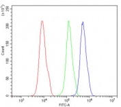Flow cytometry testing of human 293T cells with DDB2 antibody at 1ug/million cells (blocked with goat sera); Red=cells alone, Green=isotype control, Blue= DDB2 antibody.