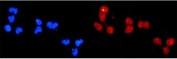 Immunofluorescent staining of FFPE human U-2 OS cells with DDB2 antibody (red) and DAPI nuclear stain (blue). HIER: steam section in pH6 citrate buffer for 20 min.