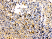 IHC testing of FFPE rat spleen with TRIB2 antibody. HIER: Boil the paraffin sections in pH 6, 10mM citrate buffer for 20 minutes and allow to cool prior to staining.