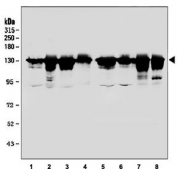 Western blot testing of human 1) HeLa, 2) Raji, 3) HepG2, 4) SK-OV-3, 5) PC-3, 6) HEK293, 7) rat RH35 and 8) mouse HEPA1-6 cell lysate with UPF1 antibody. Predicted molecular weight ~124 kDa, but routinely observed at 130-140 kDa.