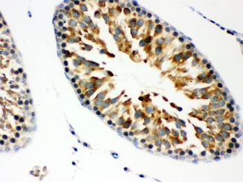 IHC testing of FFPE rat testis with JAB1 antibody. HIER: Boil the paraffin sections in pH 6, 10mM citrate buffer for 20 minutes and allow to cool prior to staining.