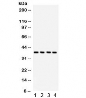 Western blot testing of 1) rat testis, 2) mouse testis, 3) human HeLa and 4) 293 lysate with JAB1 antibody. Predicted/observed molecular weight ~38 kDa.