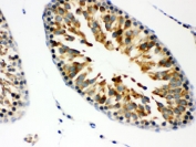 IHC testing of FFPE rat testis with JAB1 antibody. HIER: Boil the paraffin sections in pH 6, 10mM citrate buffer for 20 minutes and allow to cool prior to staining.