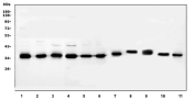 Western blot testing of 1) human Raji, 2) human K562, 3) human PC-3, 4) human HeLa, 5) human A549, 6) human HEK293, 7) rat brain, 8) rat heart, 9) mouse brain, 10) mouse heart and 11) mouse SP2/0 cell lysate with JAB1 antibody. Predicted/observed molecular weight ~38 kDa.