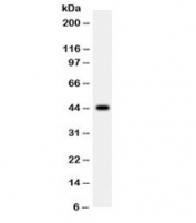 Western blot testing of human 22RV1 cell lysate with WNT2B antibody. Expected/observed molecular weight ~44 kDa.