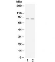 Western blot testing of 1) rat testis and 2) human K562 lysate with UHRF2 antibody. Expected/observed molecular weight ~90 kDa.